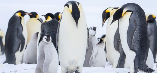 Kaiserpinguin mit Küken