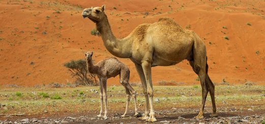 Kamele in einem Wadi