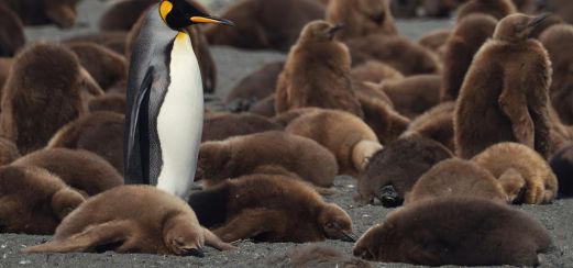 Königspinguine