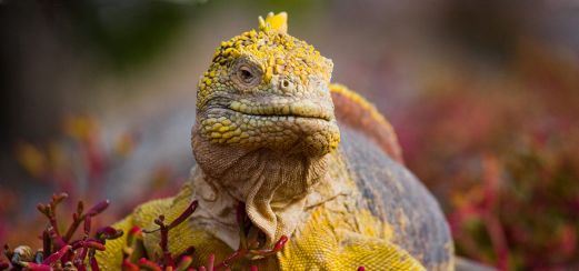 Landleguan auf den Galápagos-Inseln