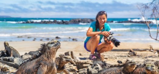 Meeresleguane auf der Insel Isabela
