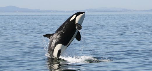 Orca
