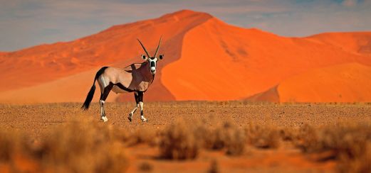 Oryxantilope im Sossusvlei, den höchsten Dünen der Welt