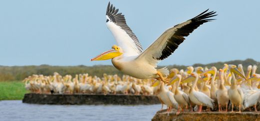 Pelikan im Djoudj-Nationalpark