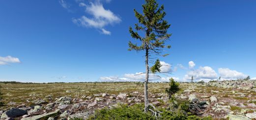 Die fast 10.000 Jahre alte Fichte Old Tjikko