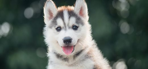 Husky