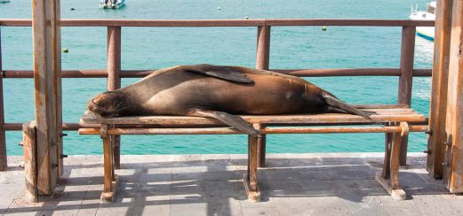 Seelöwe im Hafen von San Cristobal