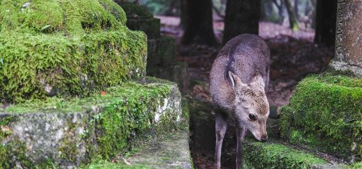 Sikahirsch im Nara-Park, Japan.