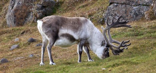 Rentier auf Spitzbergen