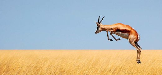 Springbock im Etosha-Nationalpark