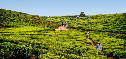 Unberührtes Sri Lanka