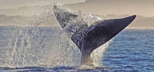 Von Juli bis November tummeln sich Wale vor den Küsten Südafrikas.