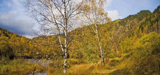 Taiga-Stimmung in Ostsibirien