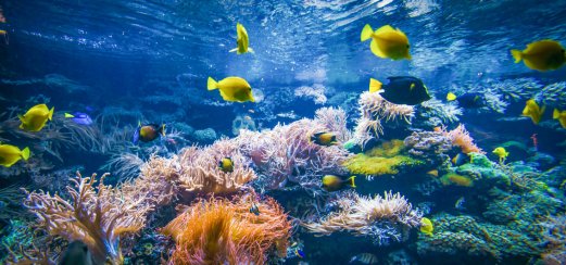 Unterwasserwelt des Roten Meeres