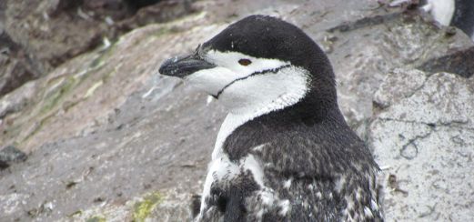 Zügelpinguin