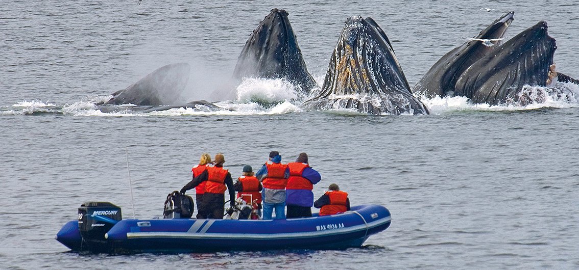 Wale in Alaska aus nächster Nähe erleben