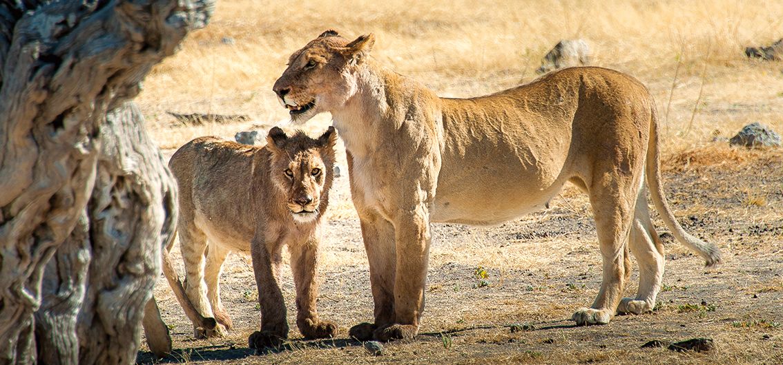 Loewen_Afrika- credit_Heinz_Henninger_Auto_Touring_X