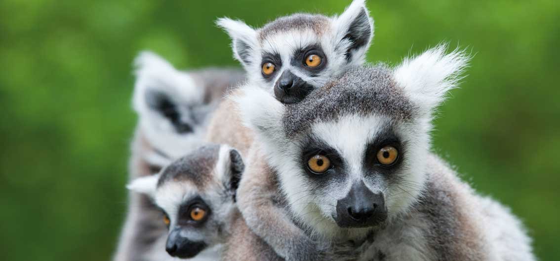 Katta-Lemuren im Anja-Reservat in Madagaskar 