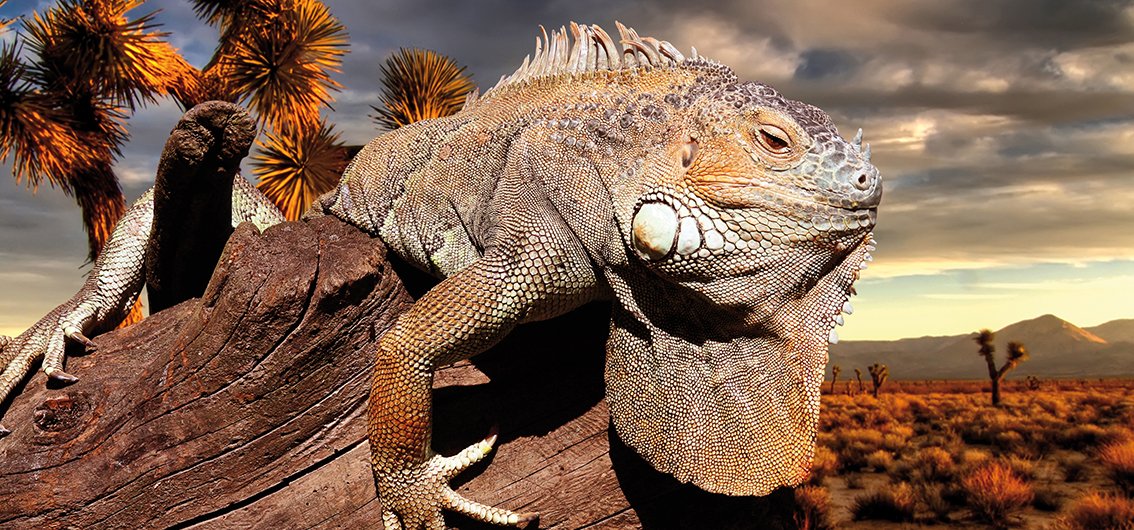Faszinierende Tierwelt auf Galápagos