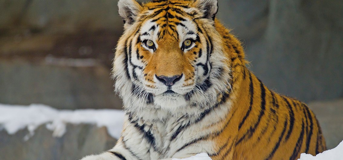 Im weltweit größten Zuchtzentrum für Sibirische Tiger