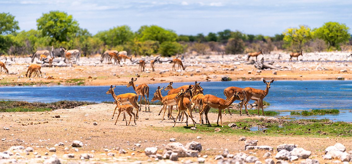 Antilopen am Wasserloch im Etosha-Nationalpark in Namibia