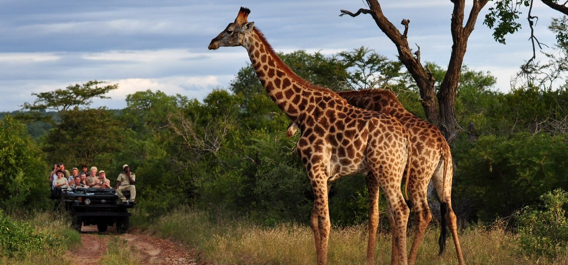 Auf Tuchfühlung mit Giraffen