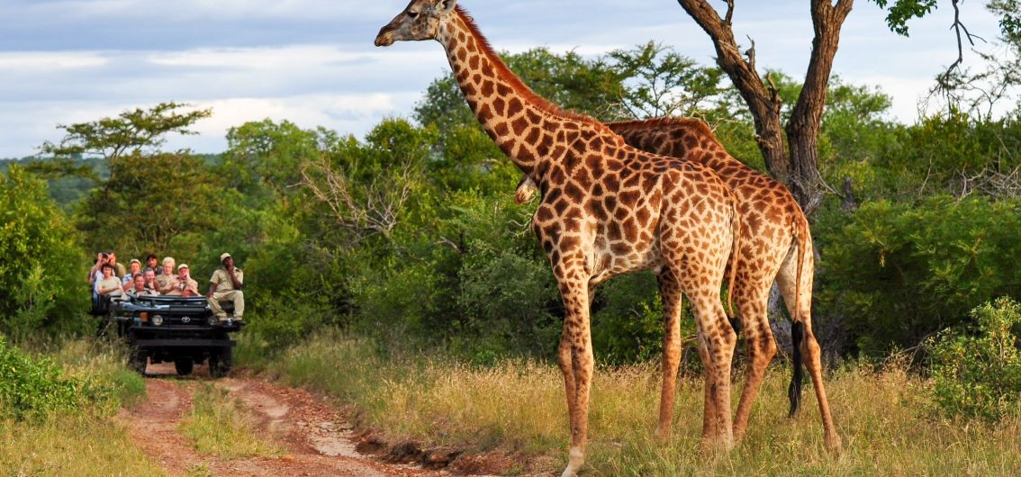 Auf Tuchfühlung mit Giraffen Auf Tuchfühlung mit Giraffen