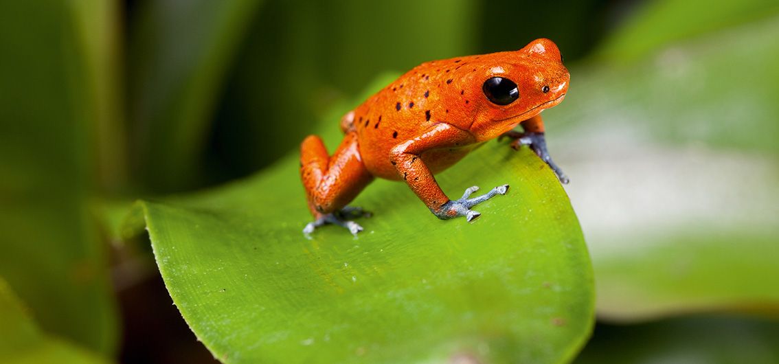 Baumsteigerfrosch im Amazonas-Regenwald