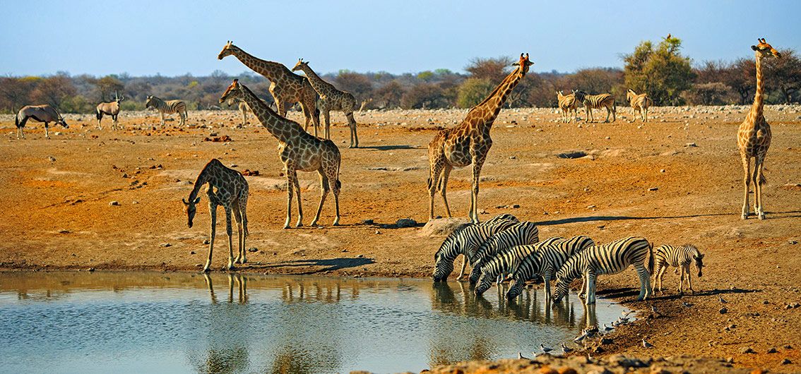 Tiere-am-Wasserloch-im-Etosha-Nationalpark