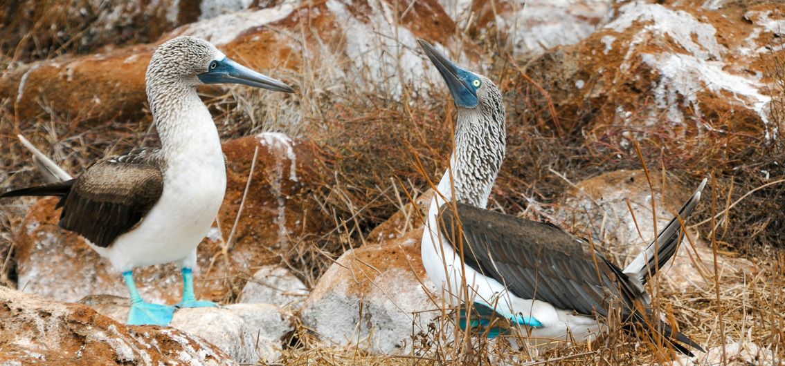 Blaufußtölpel auf Galapagos