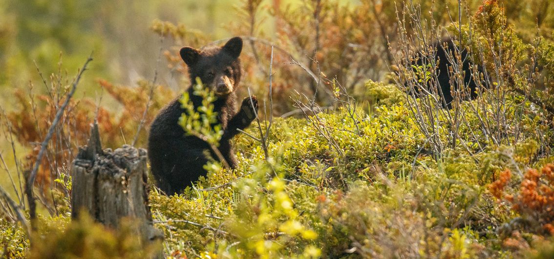 Braunbärchen in den kanadischen Rockies