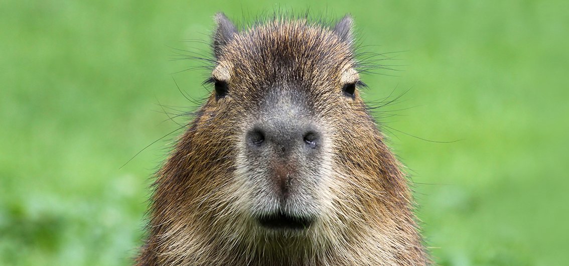 Capybara, Wasserschwein aus der Familie der Meerschweinchen