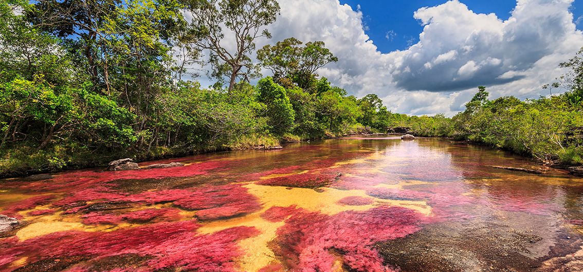 Der farbenfrohe Cano Cristales im Nationalpark Serrania de la Macarena in Kolumbien