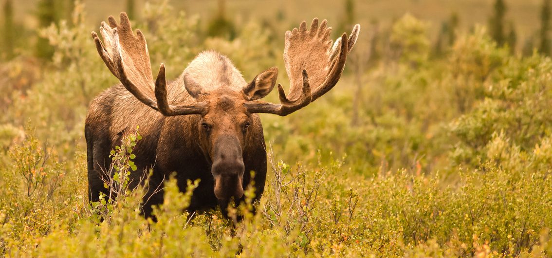 Elch im Denali-Nationalpark