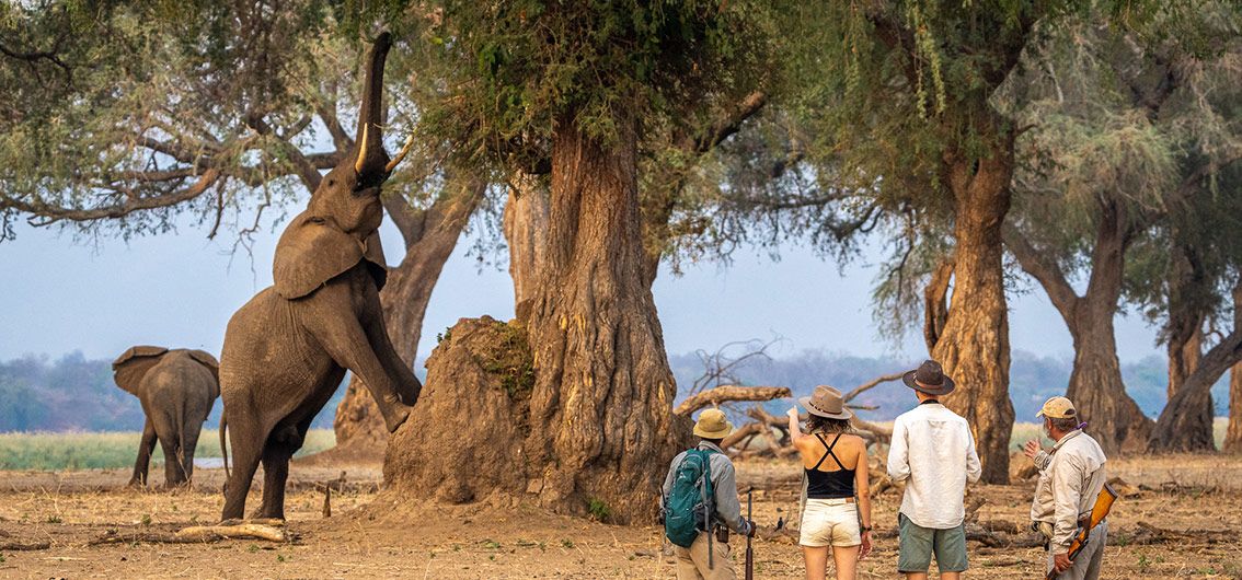 Afrika - Simbabwe -Elefanten-hautnah-beobachten