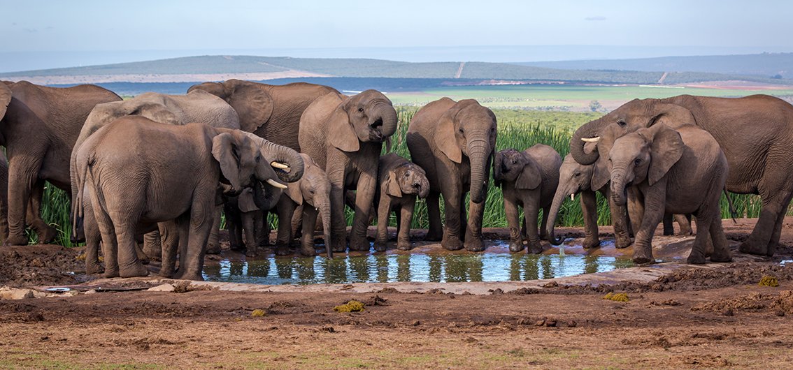 Elefanten im Addo-Nationalpark, Südafrika
