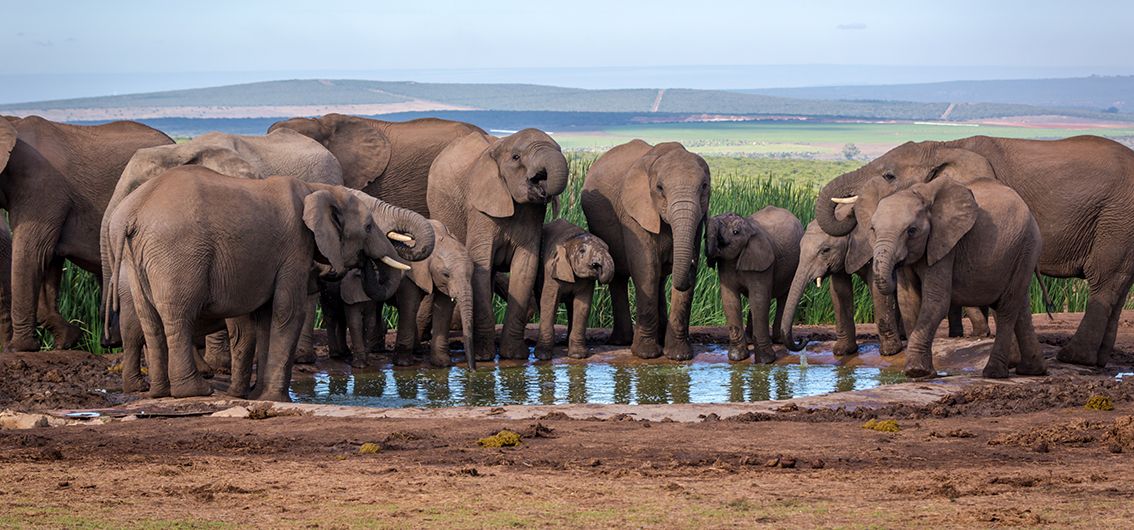 Elefanten im Addo-Nationalpark, Südafrika