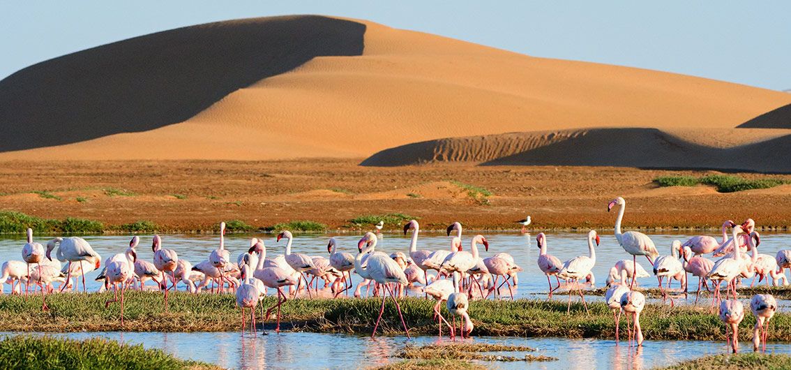 Flamingos-in-der-Lagune-der-Walwis-Bucht-