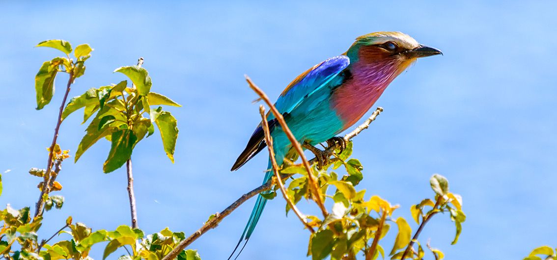 Gabelracke im Chobe-Nationalpark