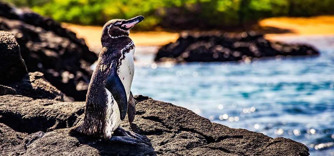 Galápagos-Pinguin---16---Credit-Joseph---stock.adobe