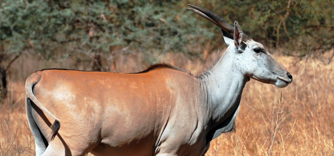 Gazelle im Bandia-Naturreservat