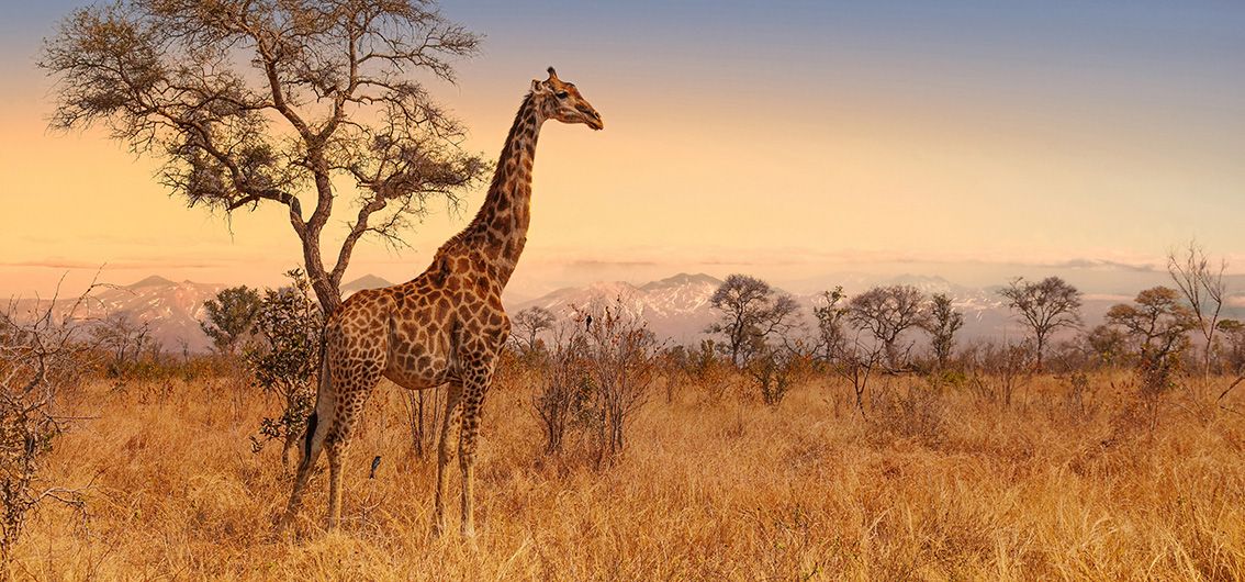 Giraffe im Krüger Nationalpark