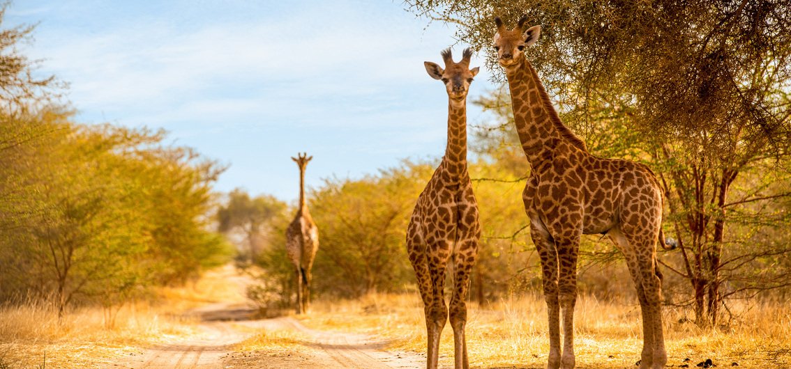 Giraffen im Bandia-Tierreservat