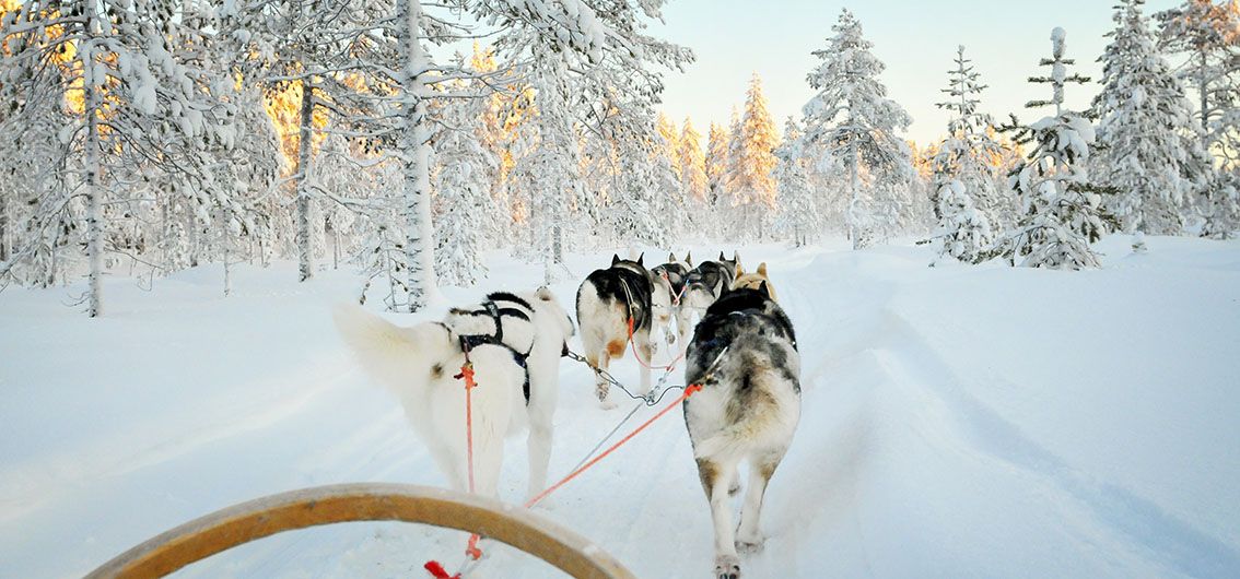 Husky-Schlittentour