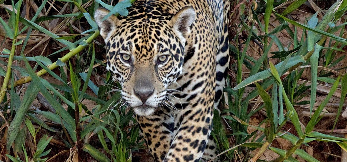 Jaguar im Pantanal, Brasilien