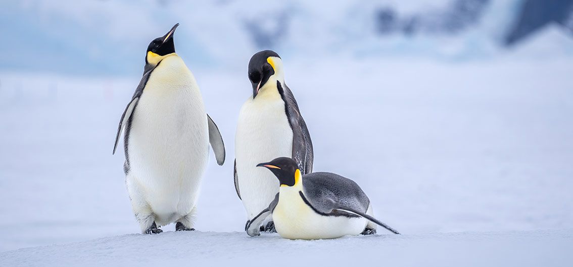 Kaiserpinguin