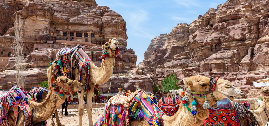 Kamele bei Petra