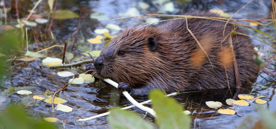 Kanadischer Biber (Castor canadensis)