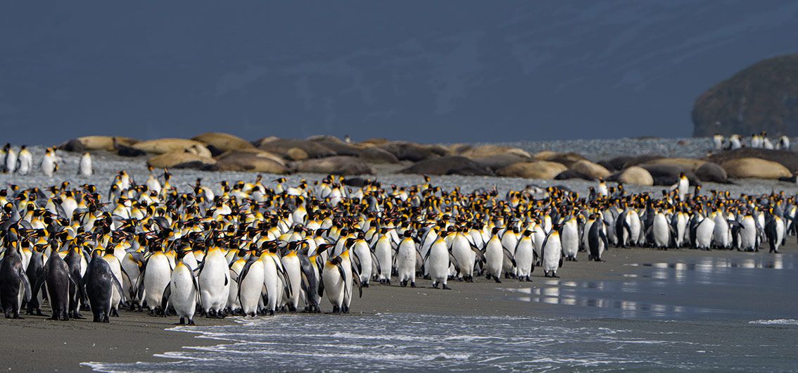 Königspinguine Königspinguine