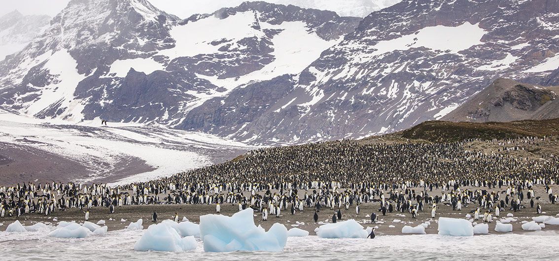Königspinguinkolonie